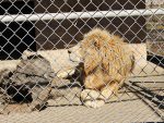 Lions Tigers and Bears Animal Sanctuary