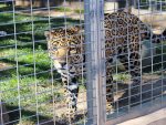 Lions Tigers and Bears Animal Sanctuary