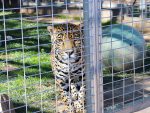 Lions Tigers and Bears Animal Sanctuary