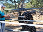 Lions Tigers and Bears Animal Sanctuary