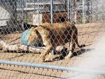 Lions Tigers and Bears Animal Sanctuary